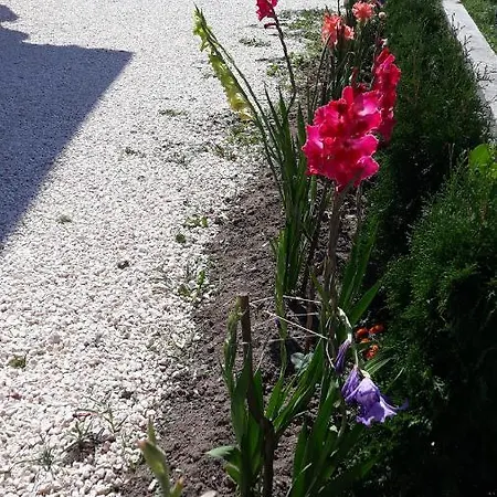 Apartment Gajovic *